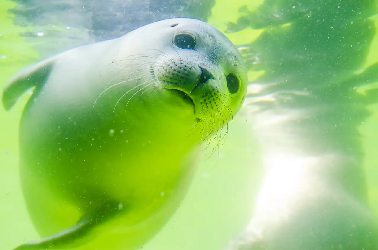 seal looking underwater.jpg